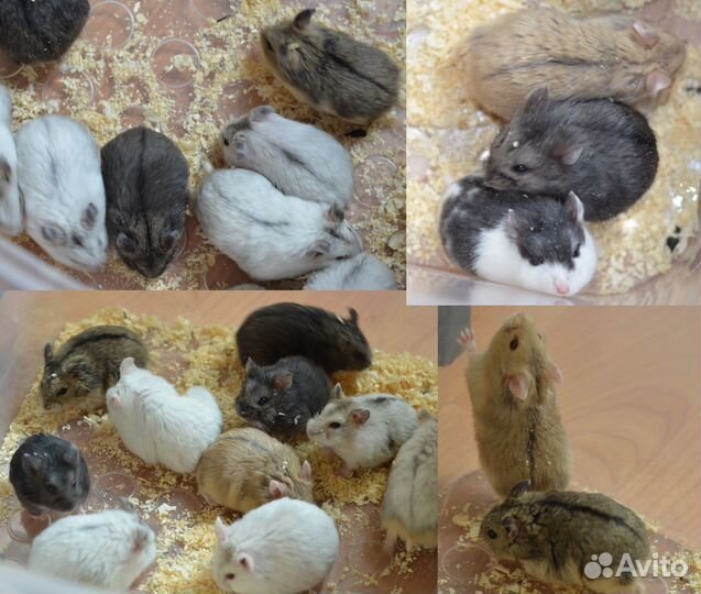 Ручный хомяки 1 мес.с клетками