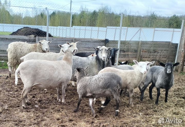 Овцы бараны ягнята