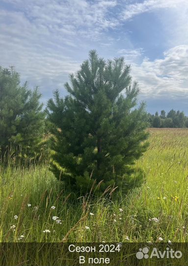 Сосна сентябрьская пушистая опт