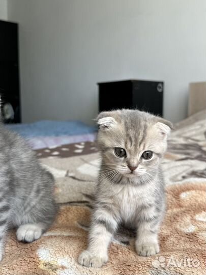 Шотландская вислоухая кошка