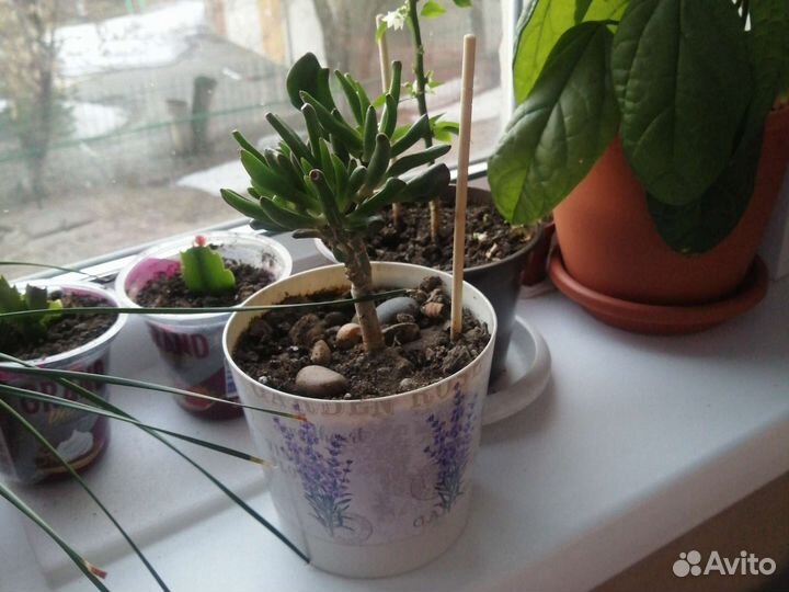 Толстянка крассула