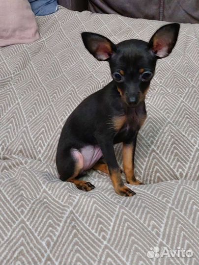 Вязка той терьер