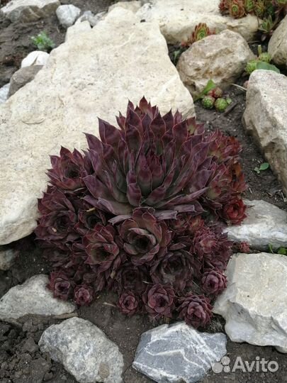 Молодила и тимьян