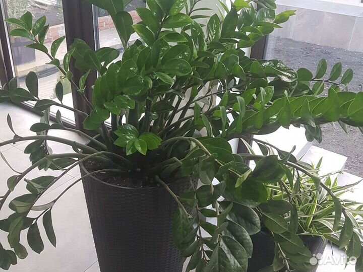 Замиокулькас в кашпо