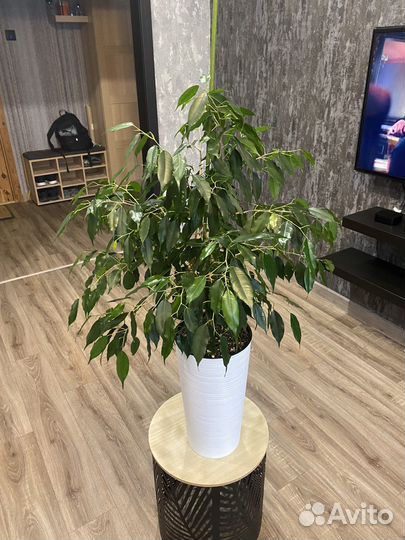 Фикус Бенджамина Даниэль