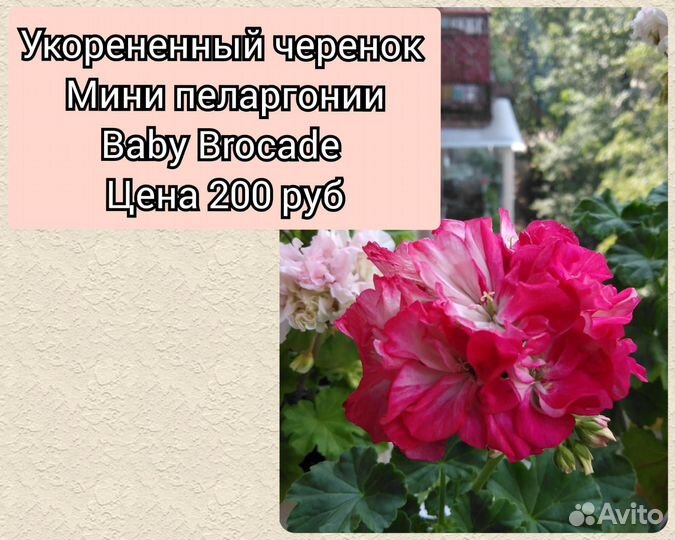 Пеларгония сортовая