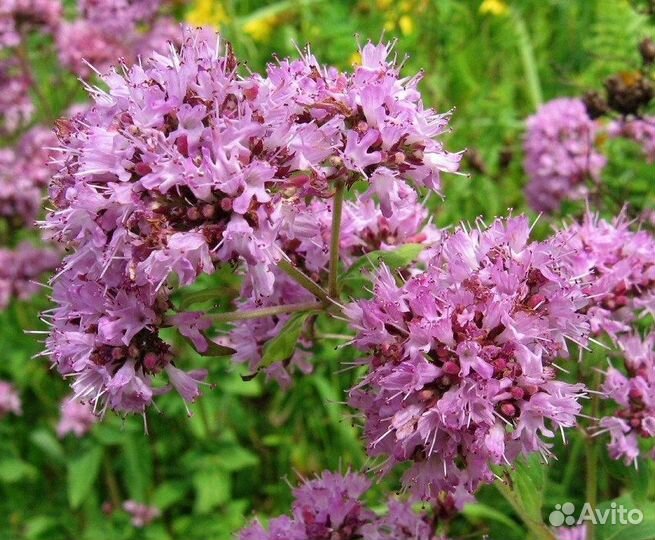 Душица обыкновенная (орегано), семена