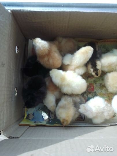 Цыплята несушки