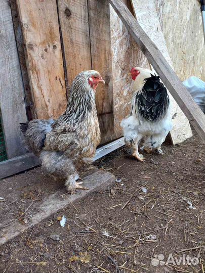 Куры петухи кохонхильд
