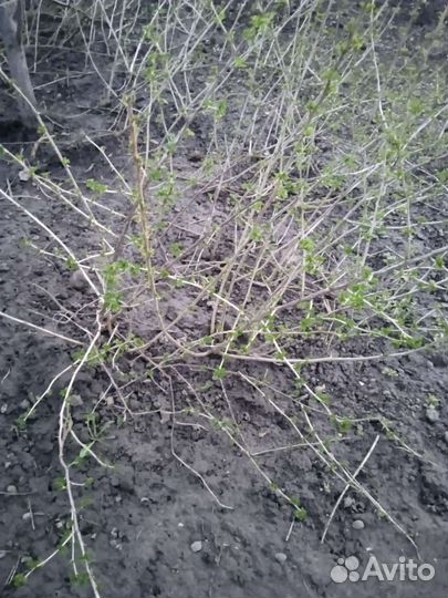 Кустики крвжовника