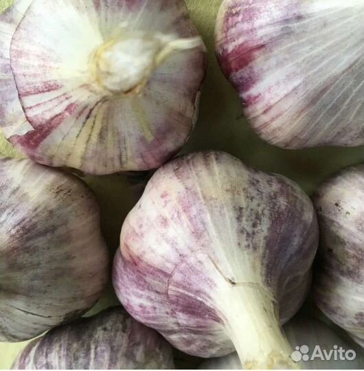 Продаётся чеснок крупный. 250 р за кг