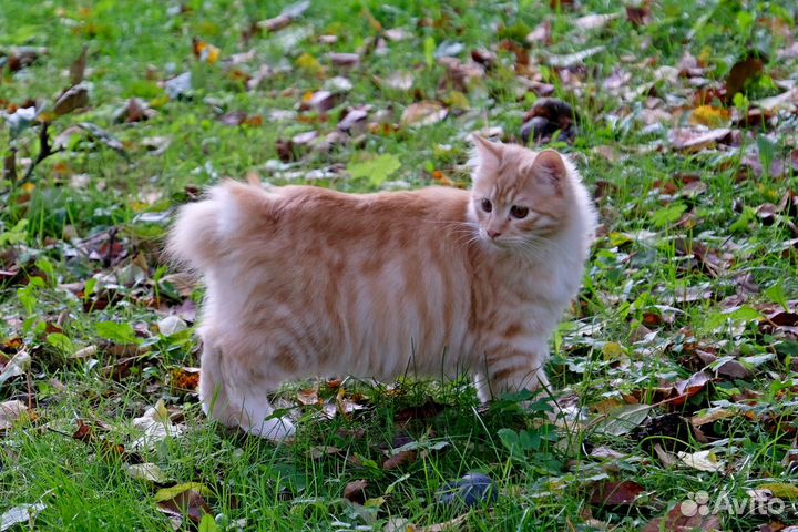 Коты курильский бобтейл