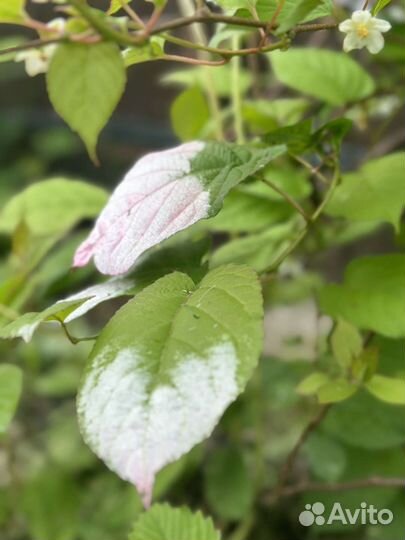 Актинидия коломикта