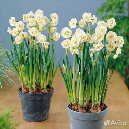 Луковицы нарциссов, крокусов, гиацинтов