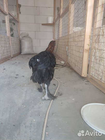 Петухи Маран черно медный, Араукана