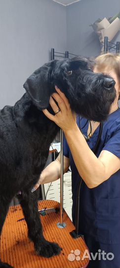 Стрижка собак и кошек Груминг