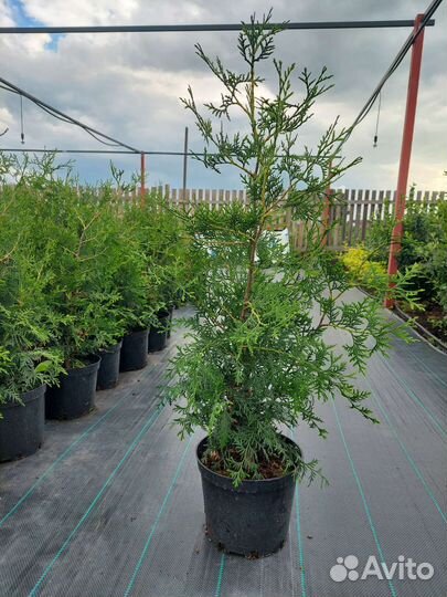 Туя Брабант