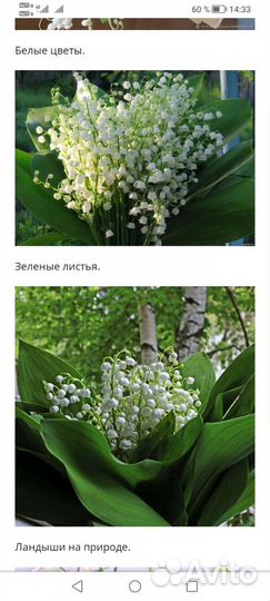 Ландыши саженцы