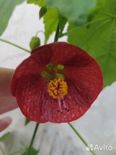 Абутилон (комнатный клён)