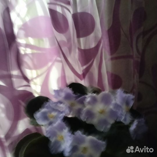 Фиалки цветущие