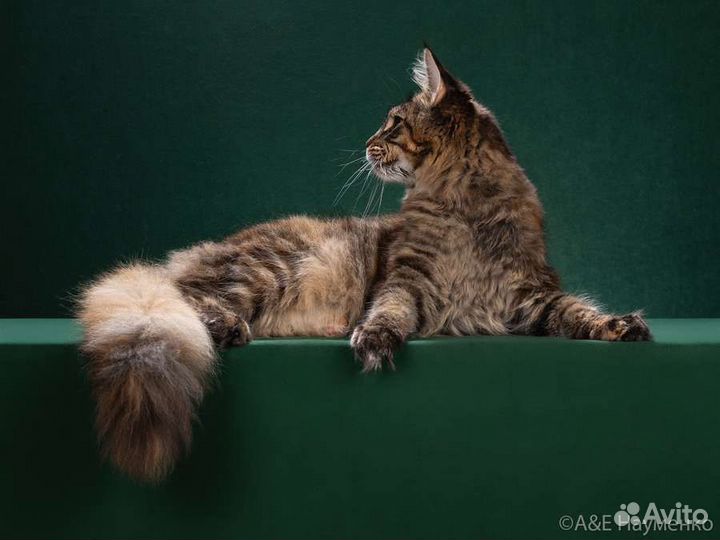 Ищем новый дом кошечке породы мейн-кун