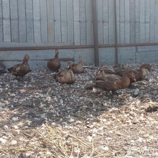 Мускусные утки(индоутки)