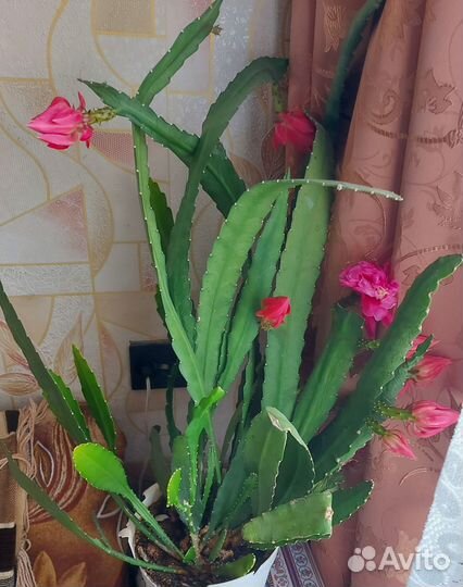 Эпифиллум.папоротник,аглаонема б.дж. фридман