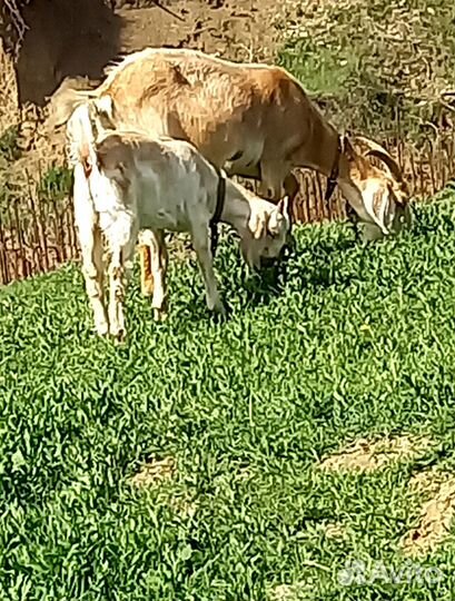 Молочные козы