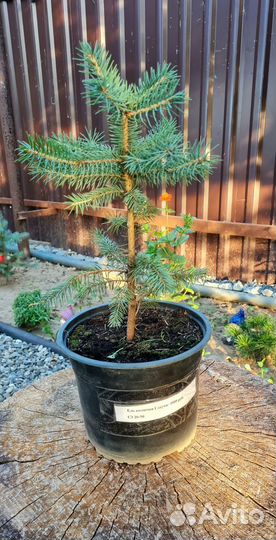 Ель колючая Глаука с3 30-50см