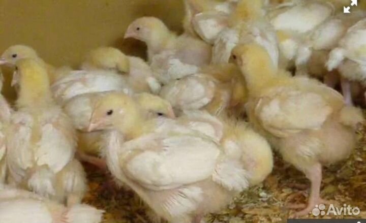 Бройлеры кобб 500