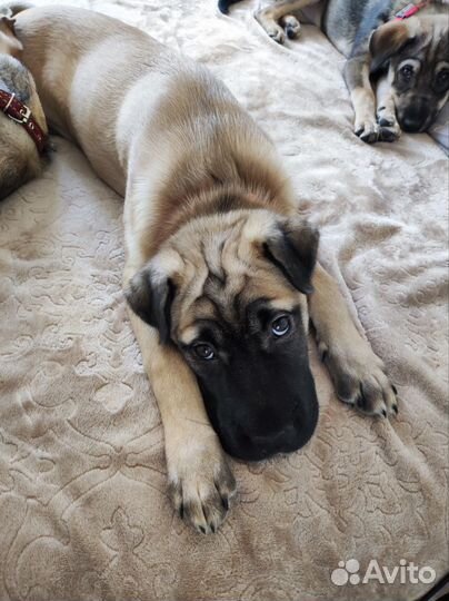 Щенки бесплатно