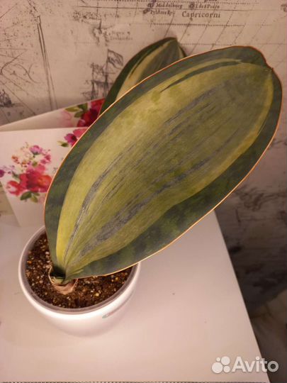 Сансевиерия Массониана вайт вариегата