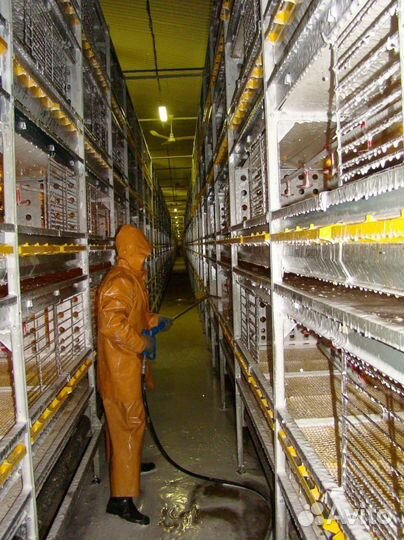 Мойщик на птицефабрику, вахта