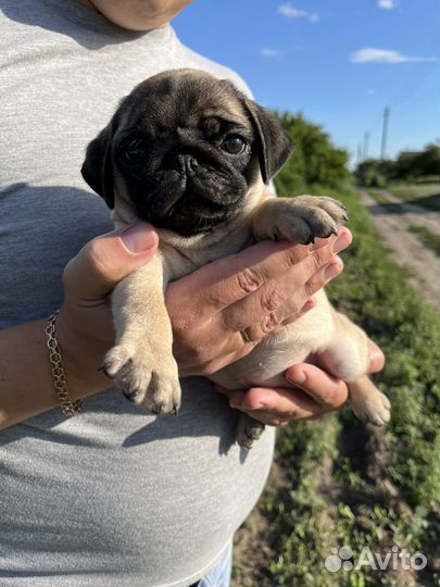 Щенки мопса