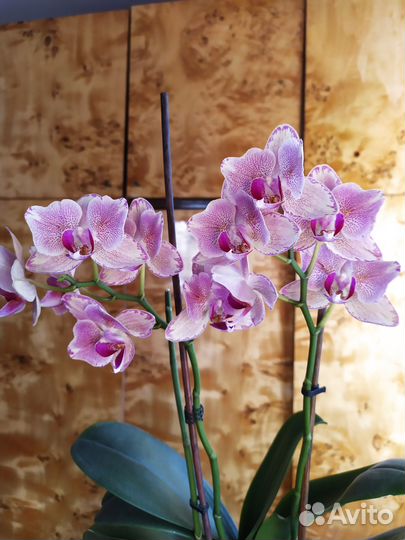 Орхидея фаленопсис
