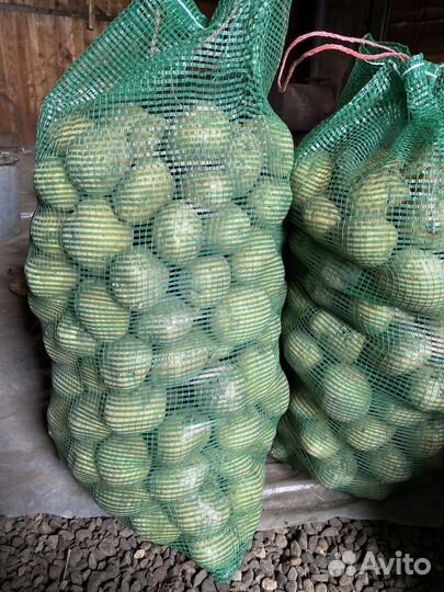 Картофель сортовой