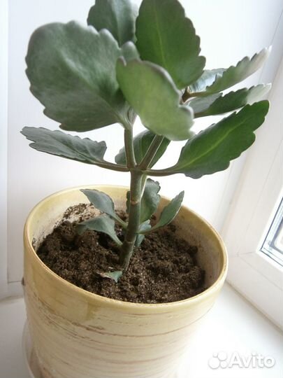 Коланхоэ цветущий