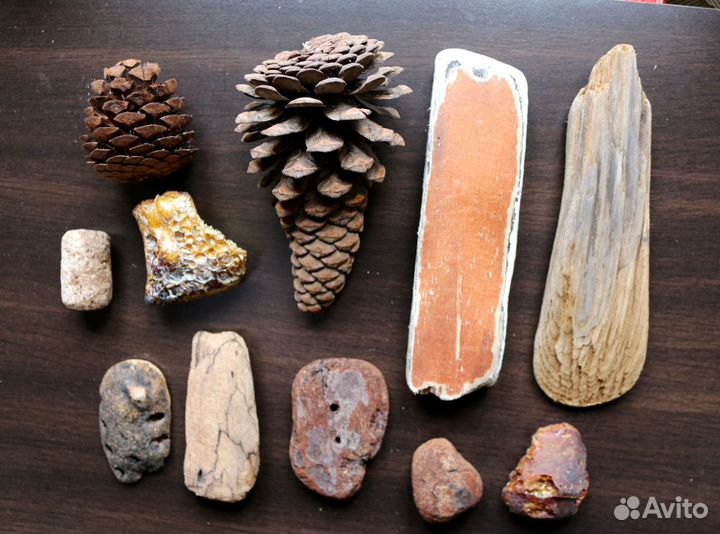 Морские находки 2 набора дерево шишки, ракушки