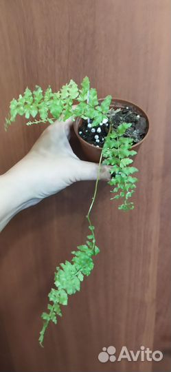 Папоротник сортовой