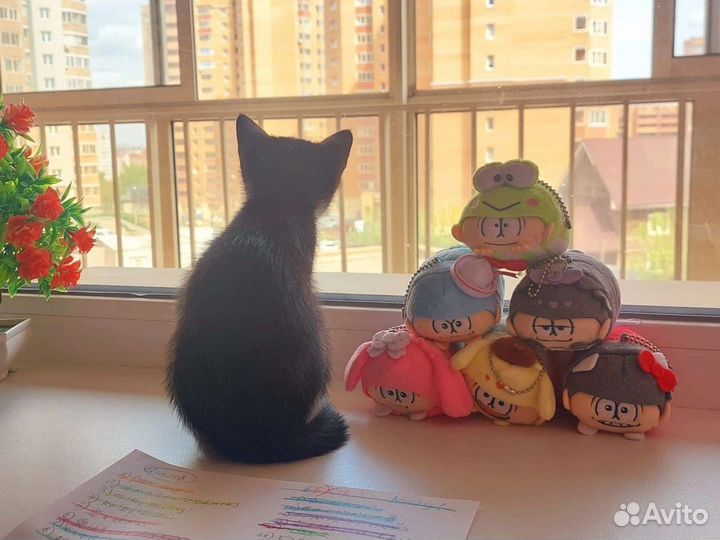 Котёнок в семью