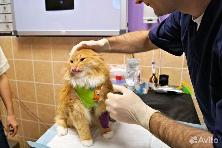 Ратолог Специалист по грызунам, выезд