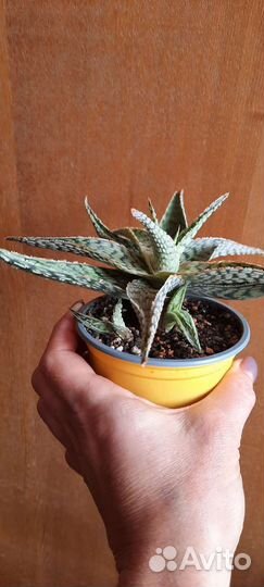 Алоэ Рауха, Аихризон дерево любви,Каланхоэ и др