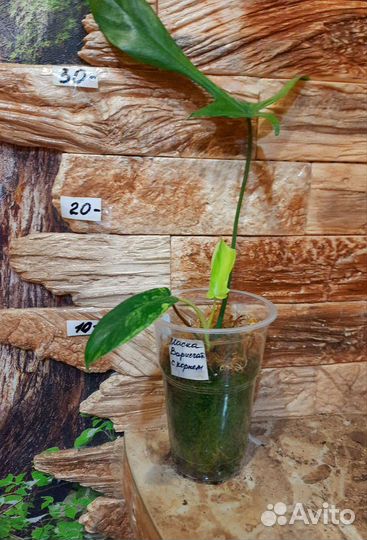 Излишки растений