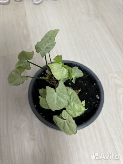 Сигнониум, весь цветок без горшка