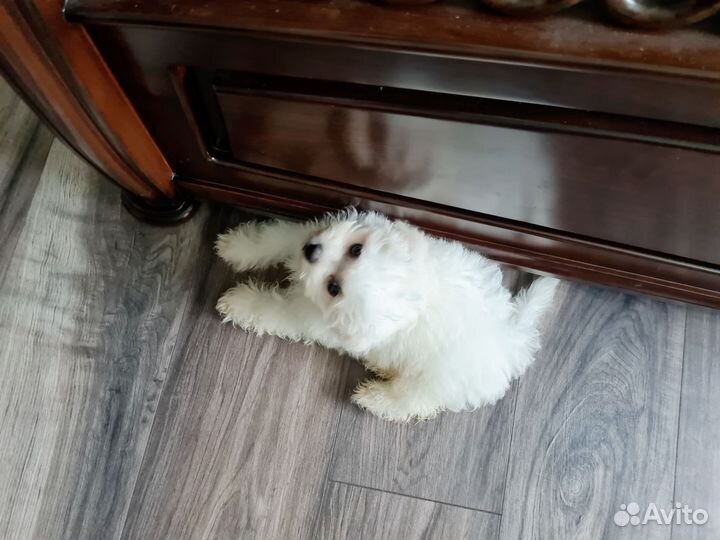 Той-пудель, Бишон Фризе мини, Пушоны, Мальтипу