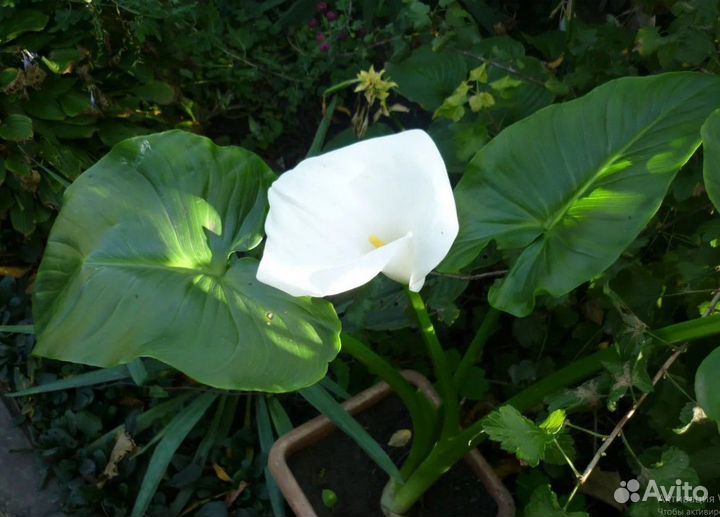 Каллы белые