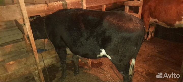 Коровы и телки стельные