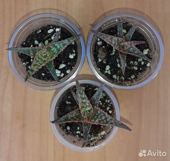 Суккуленты