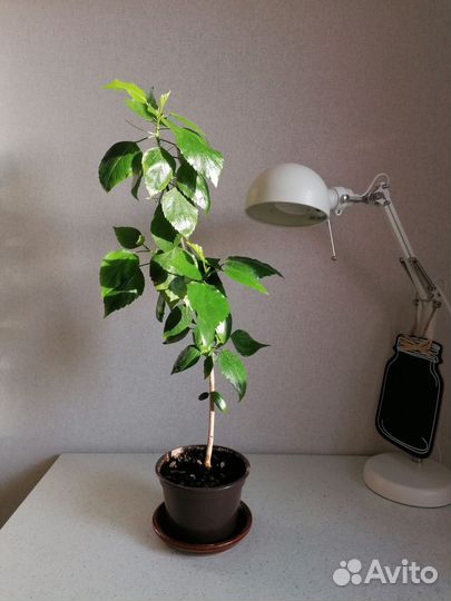 Гибискус китайская роза