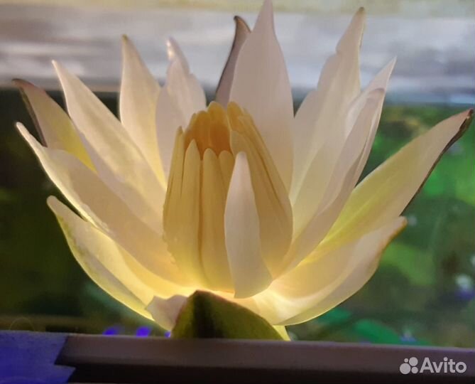 Аквариумное растение нимфея тигровая